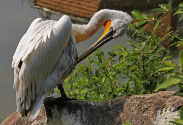Birds I