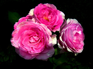 rosen.