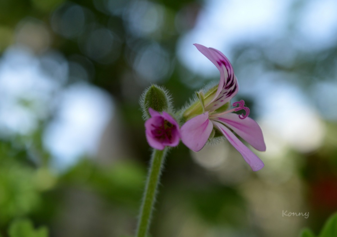 little wildflower