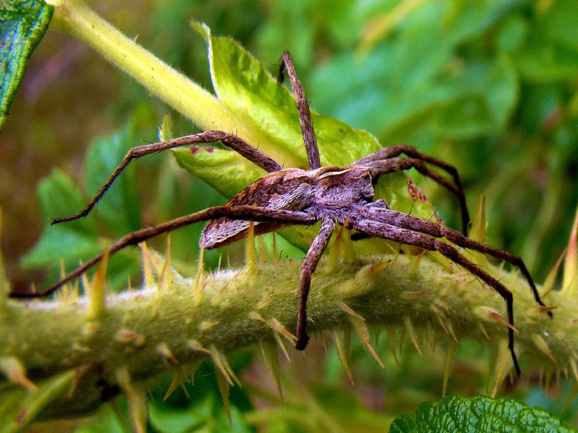 spinne .