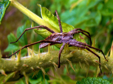 spinne .