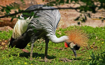 Birds II