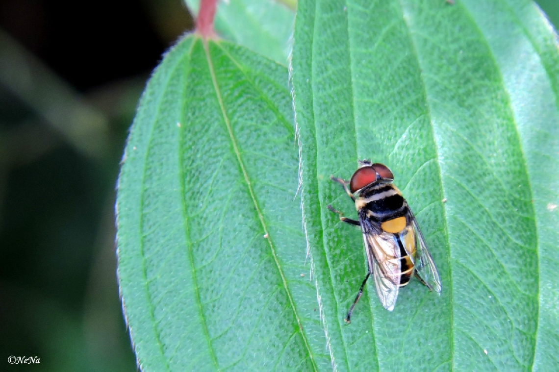 Different fly