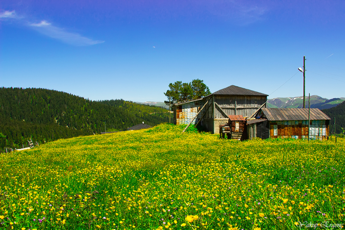 BENİM İLACIM YAYLA