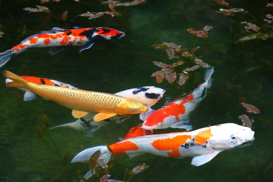 colored carps