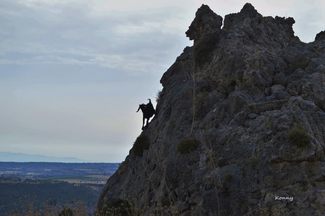 Goat on the mountain