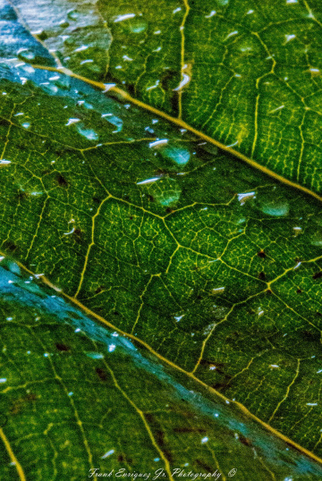 Botany 101