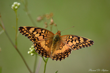 Soft and delicate II