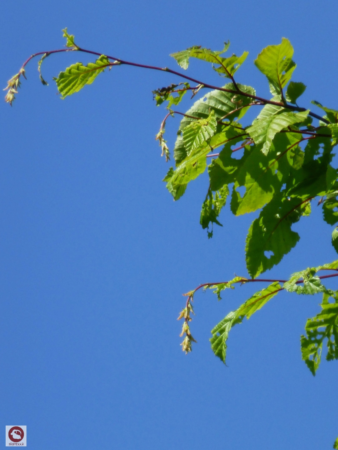 Der Sonne entgegen