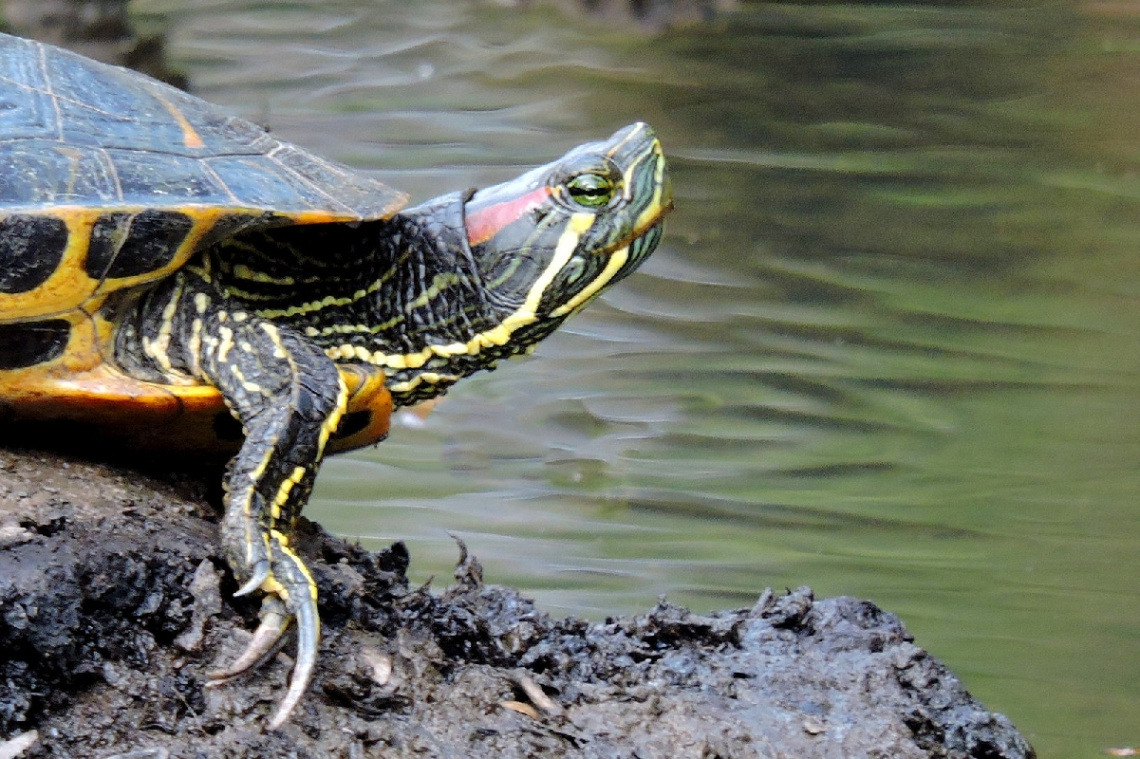 Water Turtle 