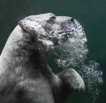 Ice Bear