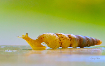 Snail