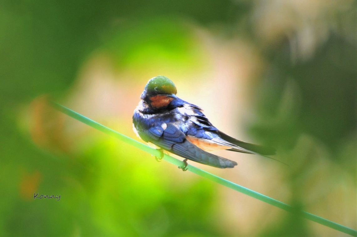 swallow between the leafs