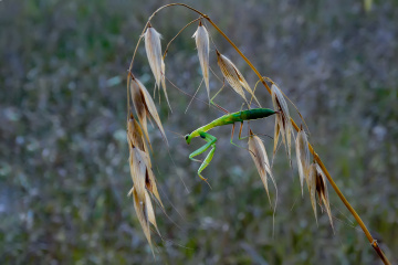 Peygamber Devesi