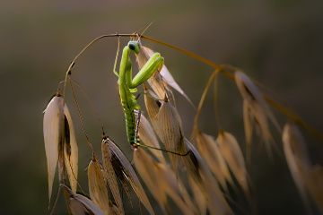 Mantis - Peygamber Devesi