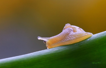 Snail