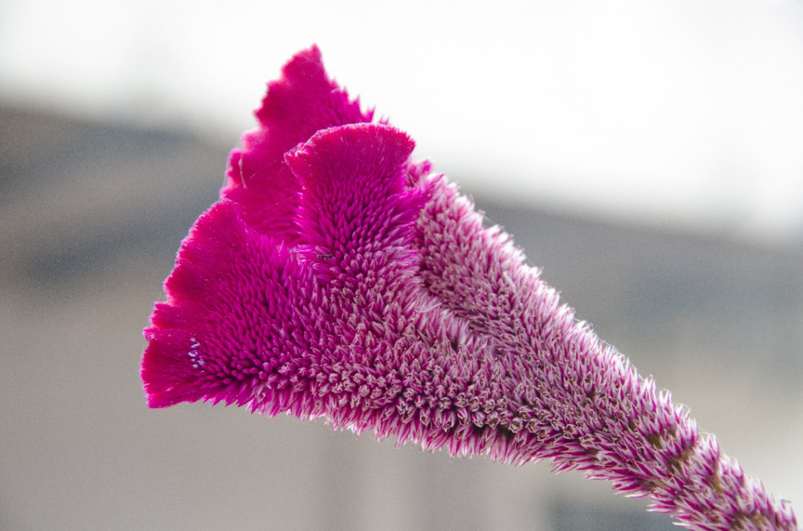 Cockscomb Flower