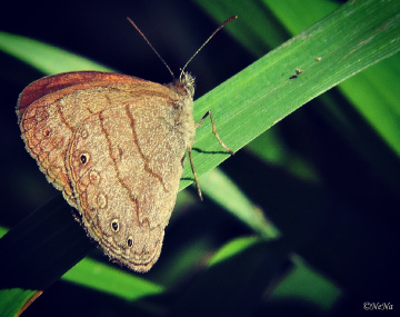 Mini Butterfly 
