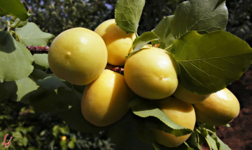 Apricots !