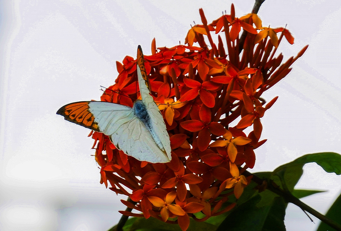 Great Orange Tip