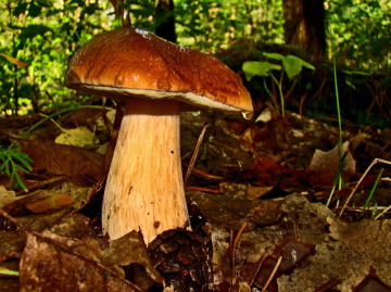 steinpilz