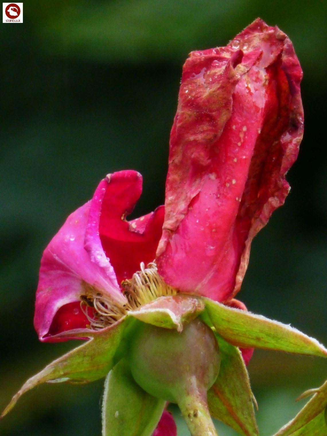 Verblühte Rose
