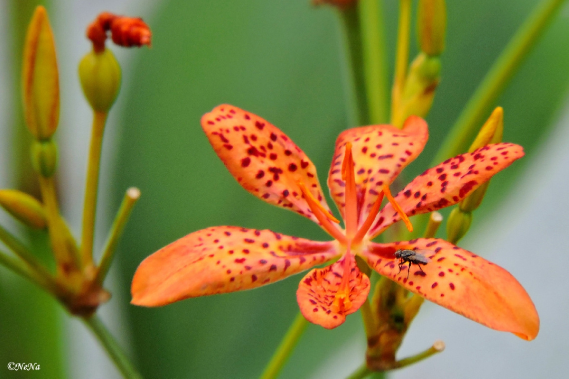Wild Orchid