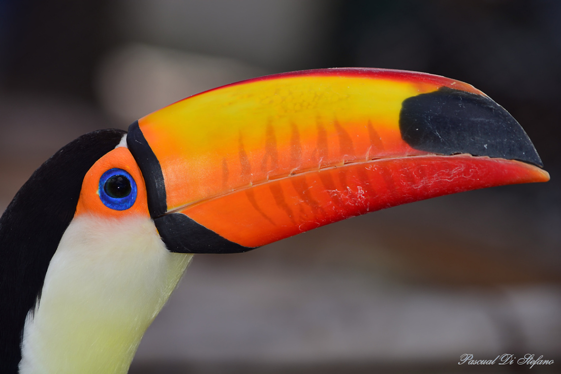 Tucan 