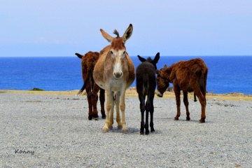wild donkeys in Cyprus 