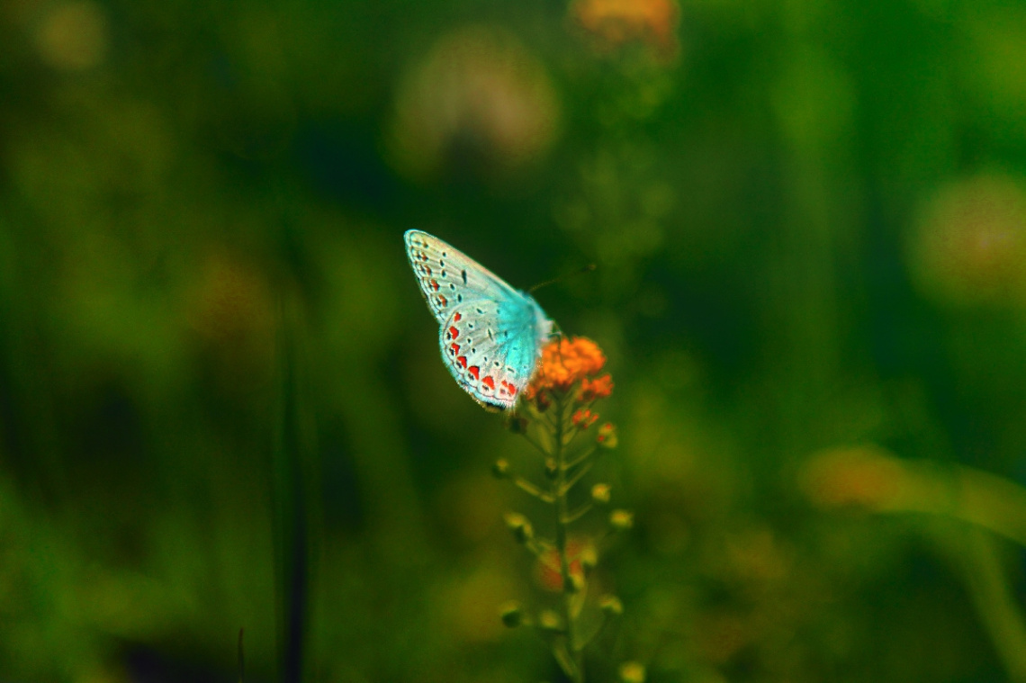 Colors