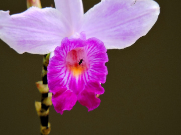 Detail in the orchid