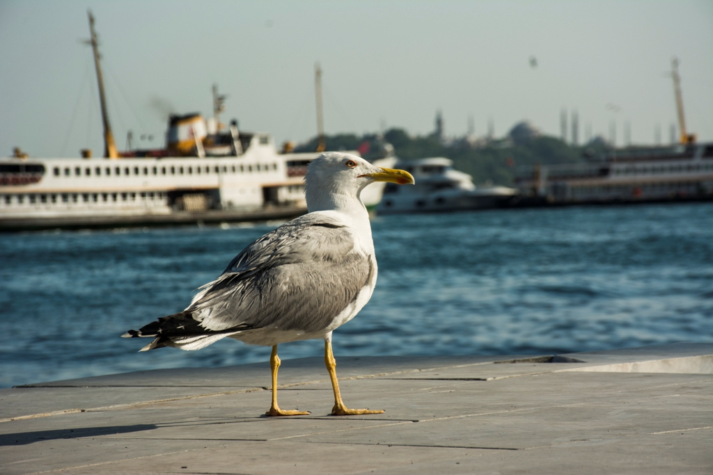 Martı Dedi Gördüm Ah O'nu...