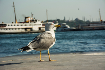 Martı Dedi Gördüm Ah O'nu...