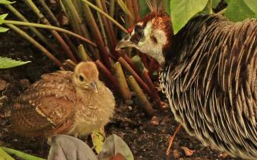 Peacock and young