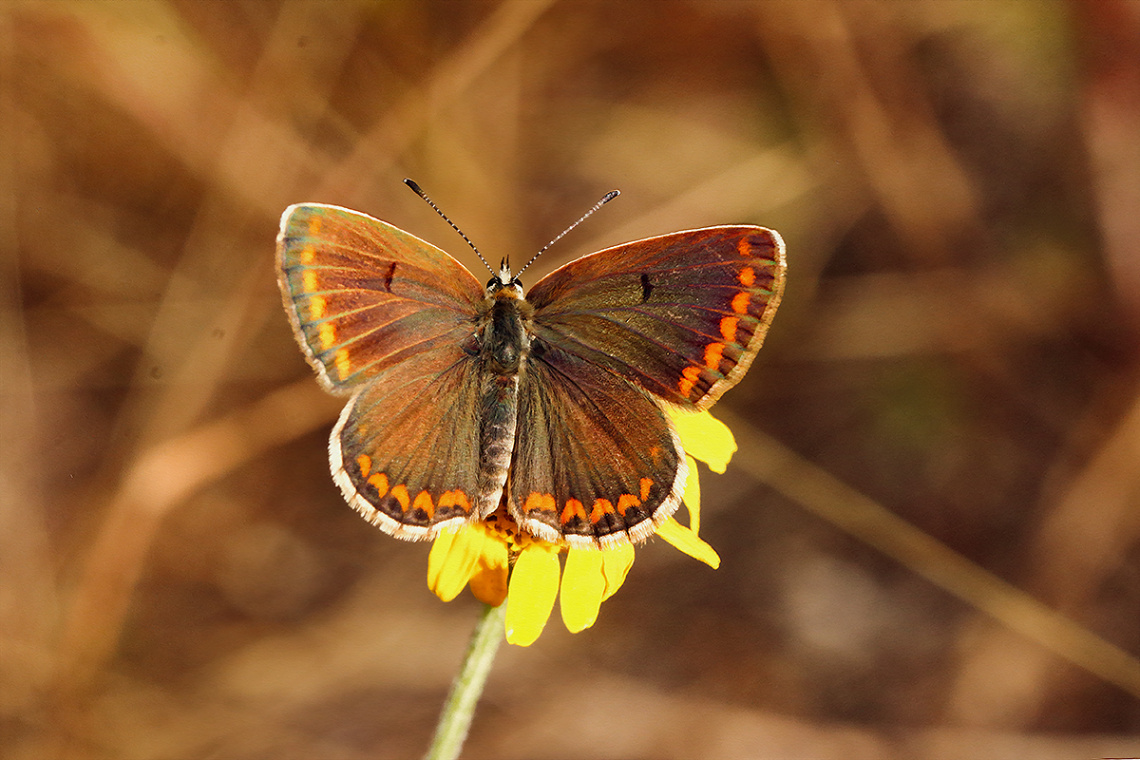 Kelebek Sırttan Haz. 32