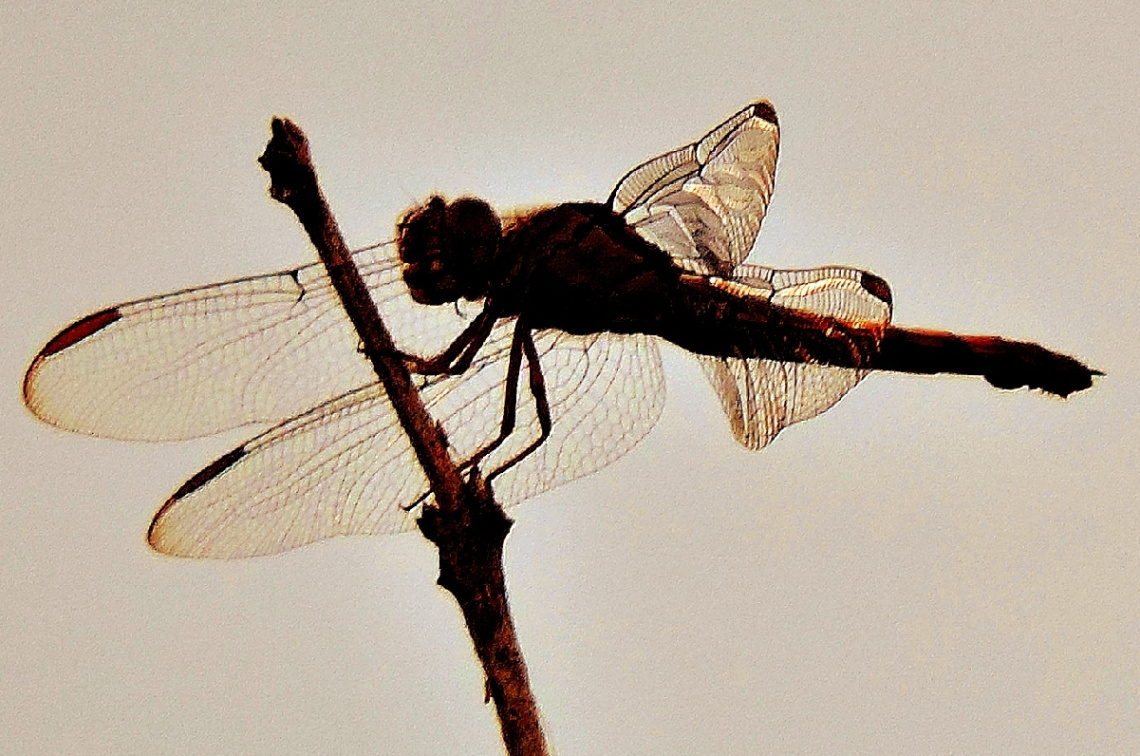 Dragonfly Silhouette