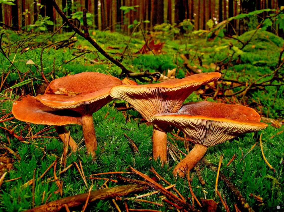 vier pilze 