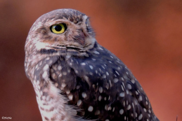 Charming Owl