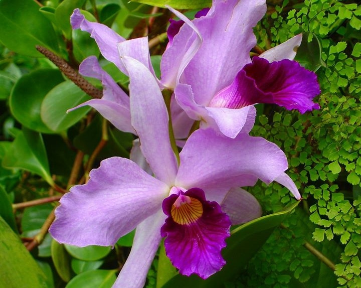 Purple Orchids 