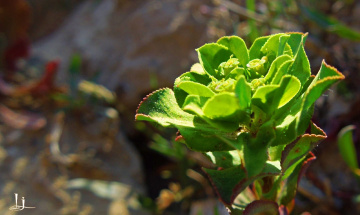 Green beauty