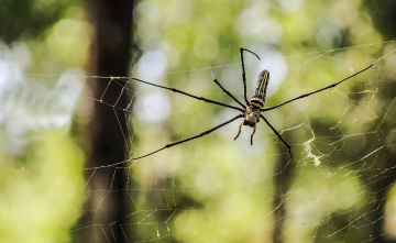 Spider