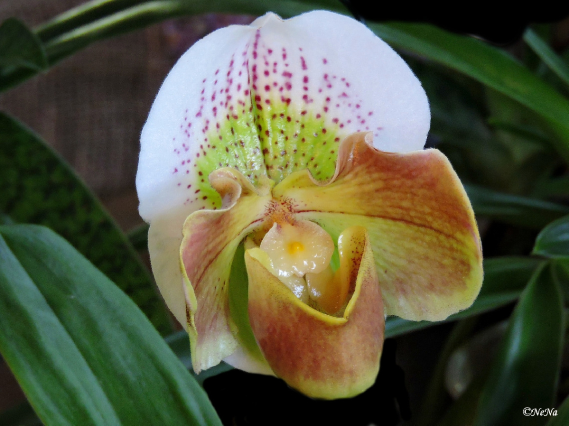 Cymbidium Orchid