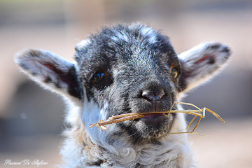 All tenderness