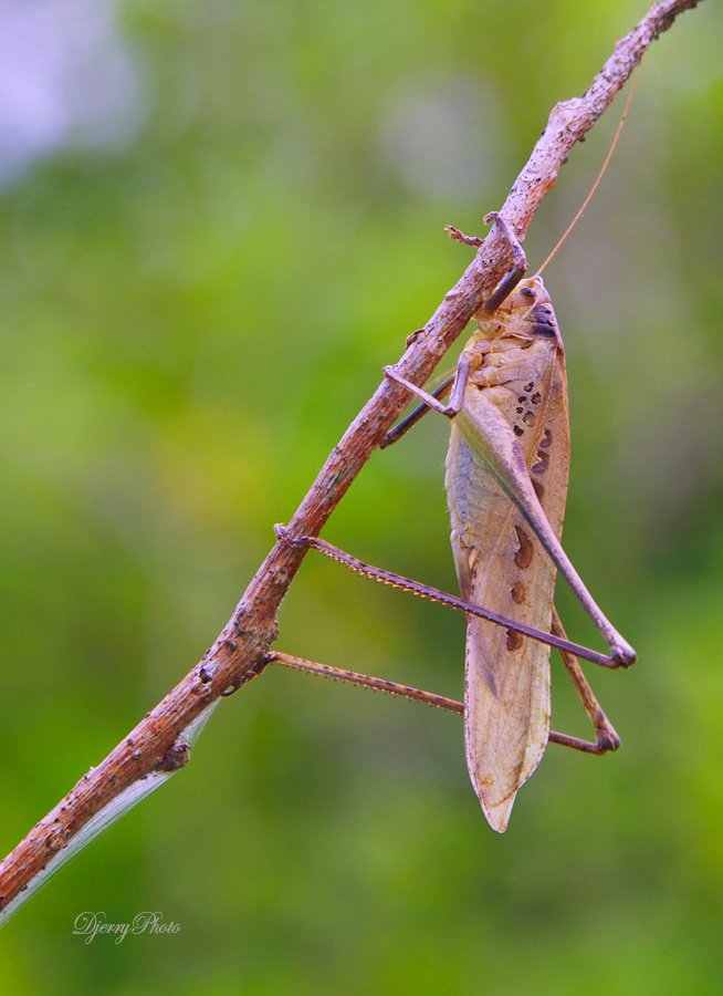 Grasshopper