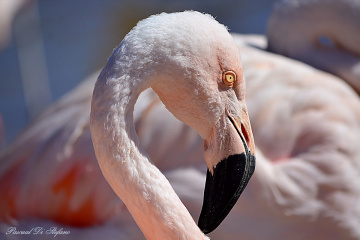 Flamingo love