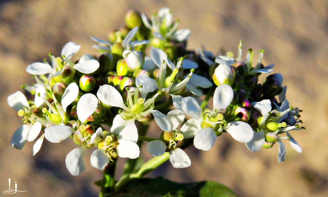 Tiny beauty bunch.....