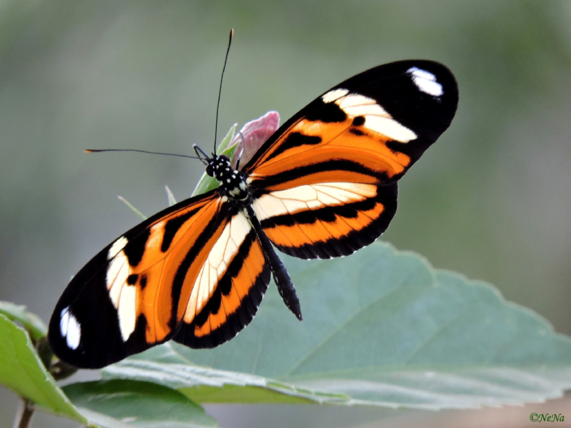 Tiger Longwing