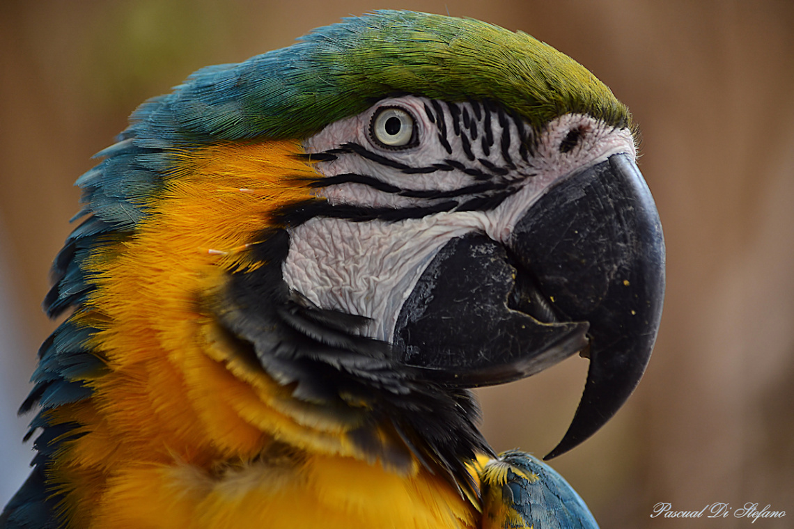 Mr.Macaw