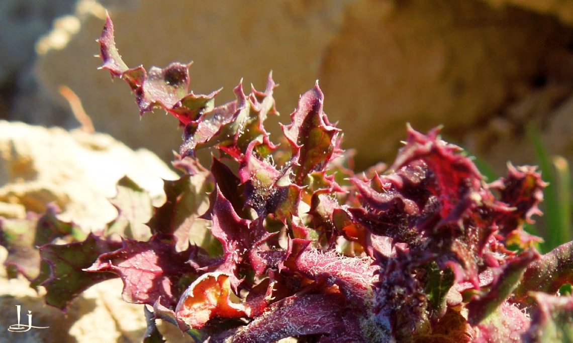 Nature`s Abstract...