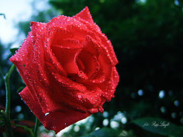 Rose .